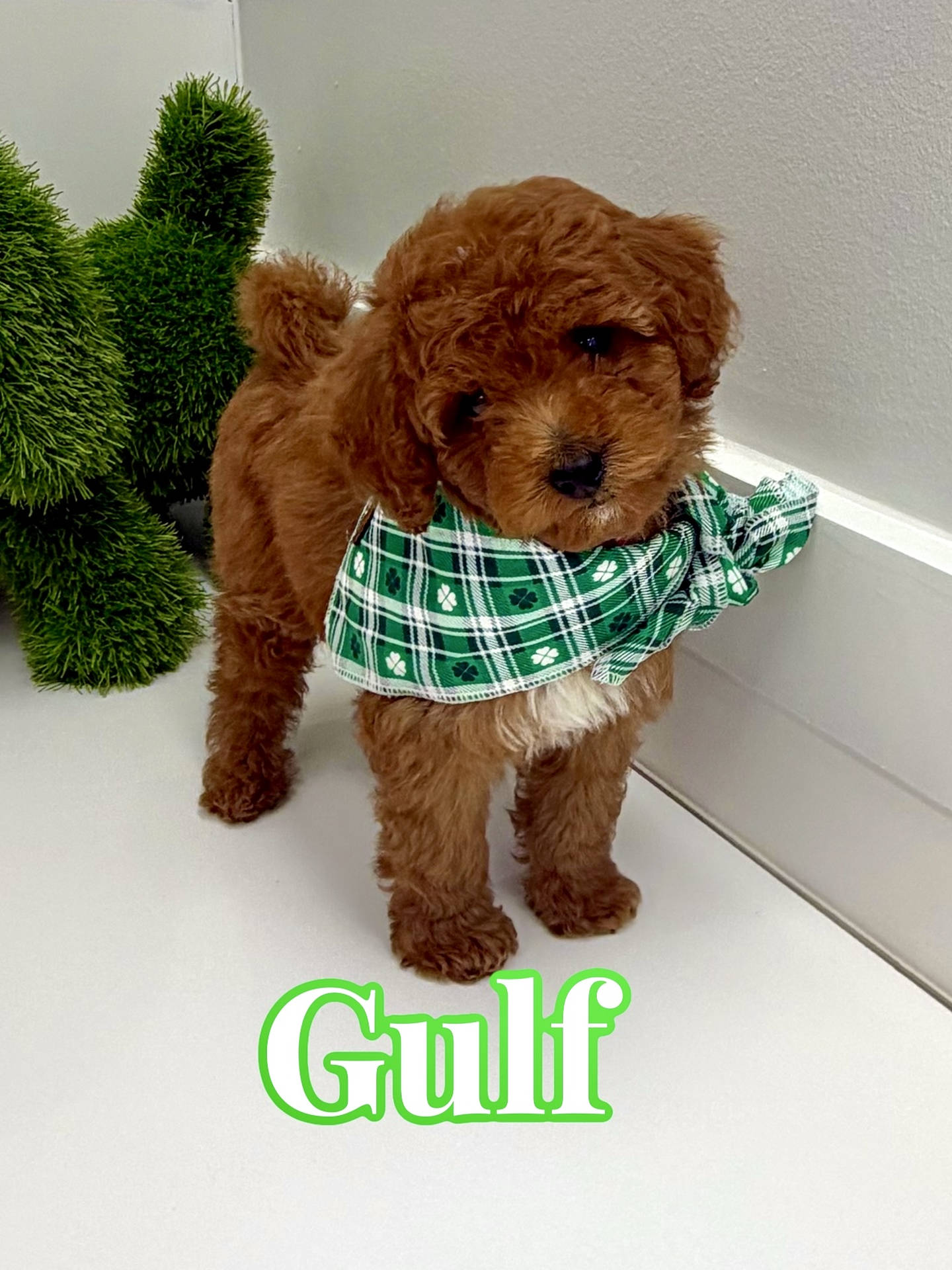 Gulf - FBB Cavapoo Puppy - BPPP Litter --_