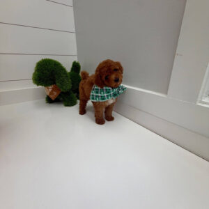 Gulf - FBB Cavapoo Puppy - BPPP Litter --_