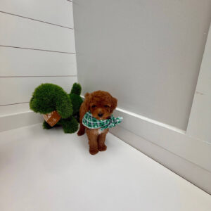 Gulf - FBB Cavapoo Puppy - BPPP Litter --_