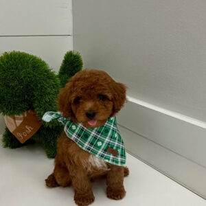 Gulf - FBB Cavapoo Puppy - BPPP Litter --_