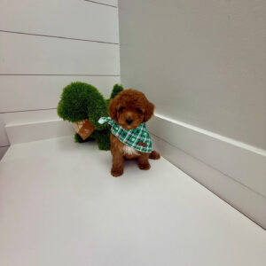 Gulf - FBB Cavapoo Puppy - BPPP Litter --_