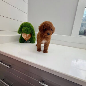 Gulf - FBB Cavapoo Puppy - BPPP Litter --_