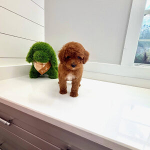 Gulf - FBB Cavapoo Puppy - BPPP Litter --_