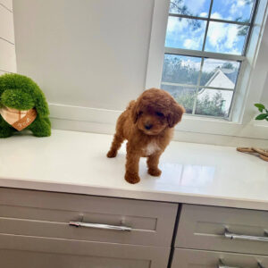 Gulf - FBB Cavapoo Puppy - BPPP Litter --_