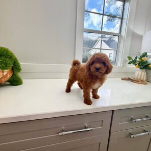 Gulf - FBB Cavapoo Puppy - BPPP Litter --_