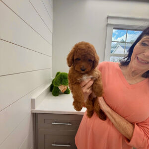 Gulf - FBB Cavapoo Puppy - BPPP Litter --_