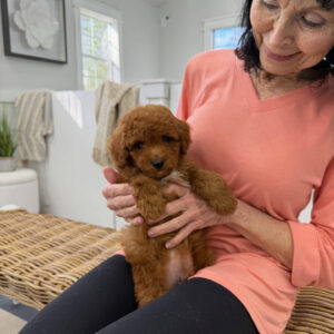 Gulf - FBB Cavapoo Puppy - BPPP Litter --_