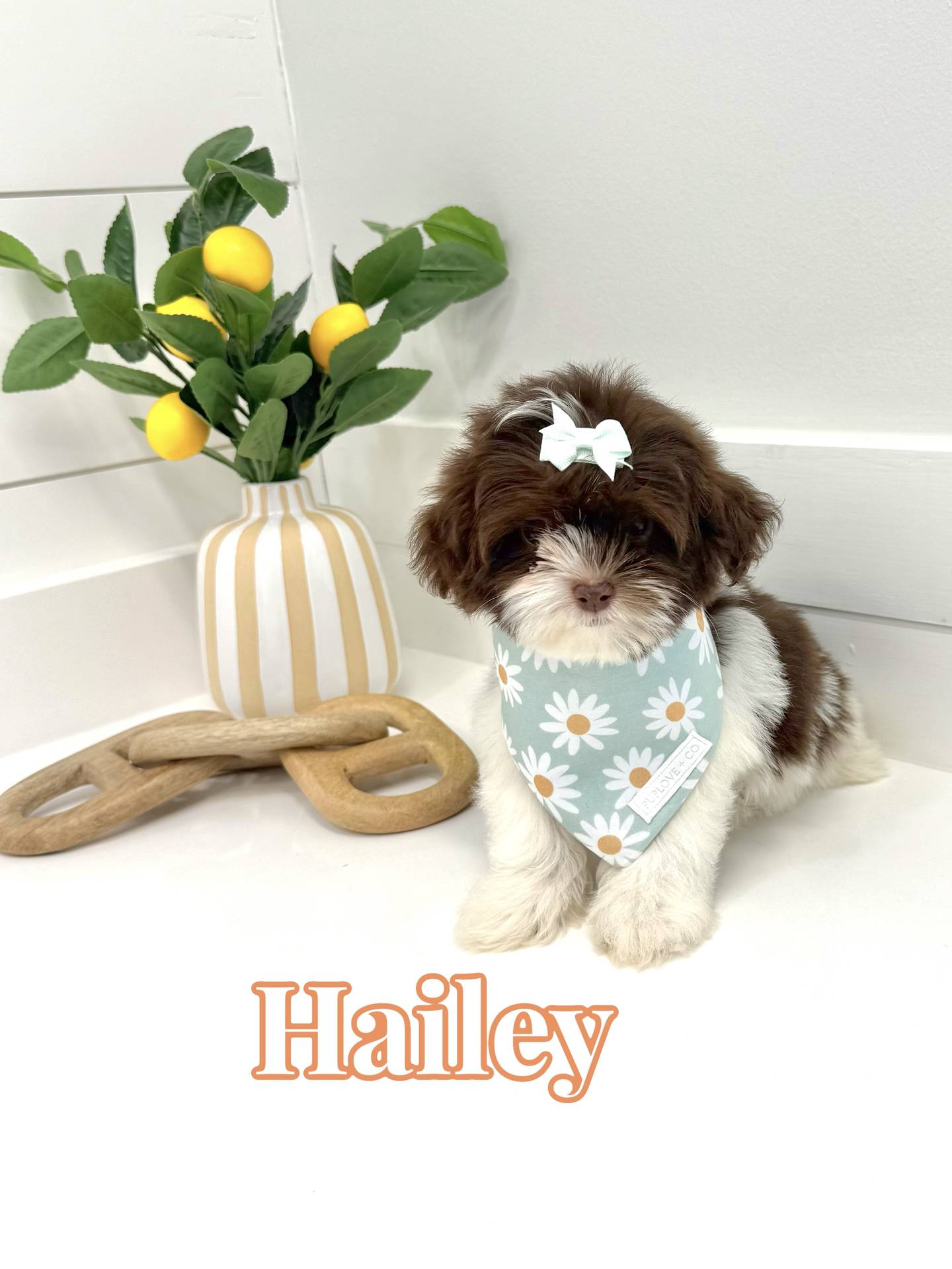 Hailey - F Shihpoo Puppy - BPPP Litter --_