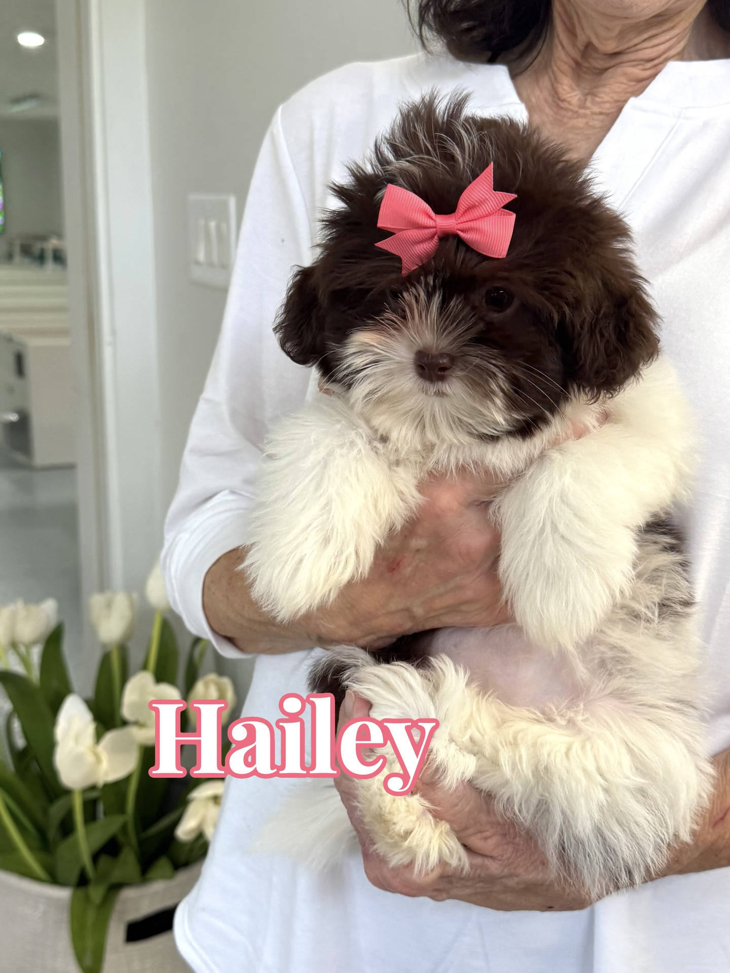 Hailey - F Shihpoo Puppy - BPPP Litter --___