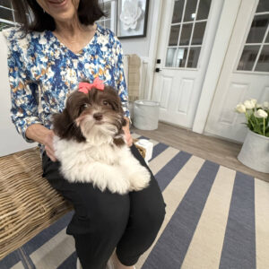 Hailey - F Shihpoo Puppy - BPPP Litter --___