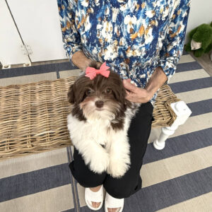 Hailey - F Shihpoo Puppy - BPPP Litter --___