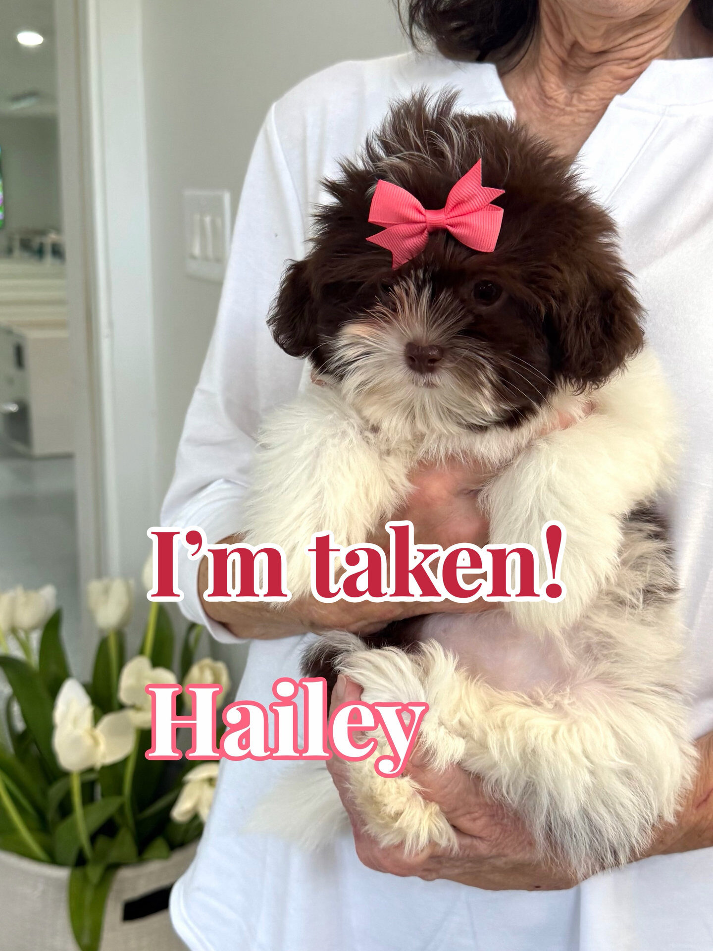 Hailey - F Shihpoo Puppy - BPPP Litter --__Forever Home in New Orleans- LA