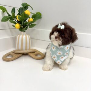Hailey - F Shihpoo Puppy - BPPP Litter --_