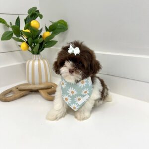 Hailey - F Shihpoo Puppy - BPPP Litter --_