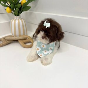 Hailey - F Shihpoo Puppy - BPPP Litter --_