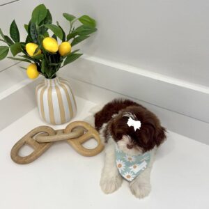 Hailey - F Shihpoo Puppy - BPPP Litter --_