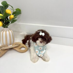Hailey - F Shihpoo Puppy - BPPP Litter --_