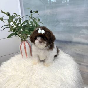 Hailey - F Shihpoo Puppy - BPPP Litter --_