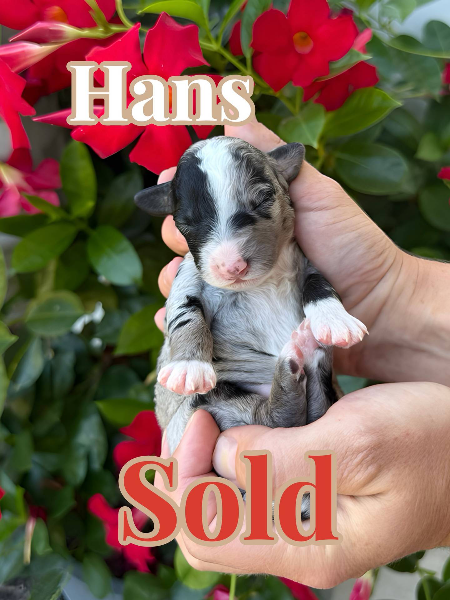 Hans - Blue Merle w- White Sock Feet Color Male CKC FBB Toy Micro Bernedoodle - Forever Home in Hattiesburg- MS