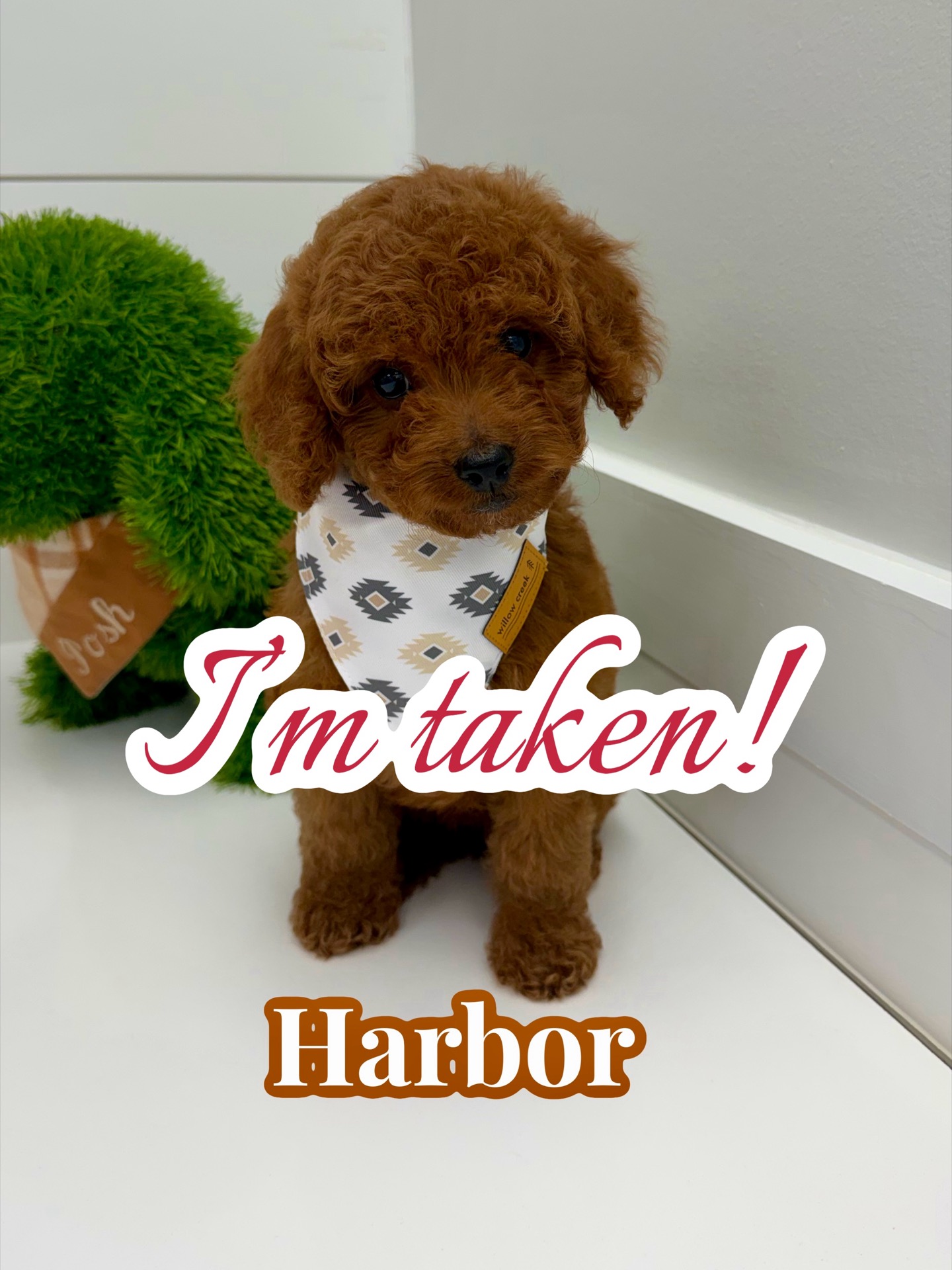 Harbor - FBB Cavapoo Puppy - BPPP Litter -- - Forever Home in Brooklyn- NY
