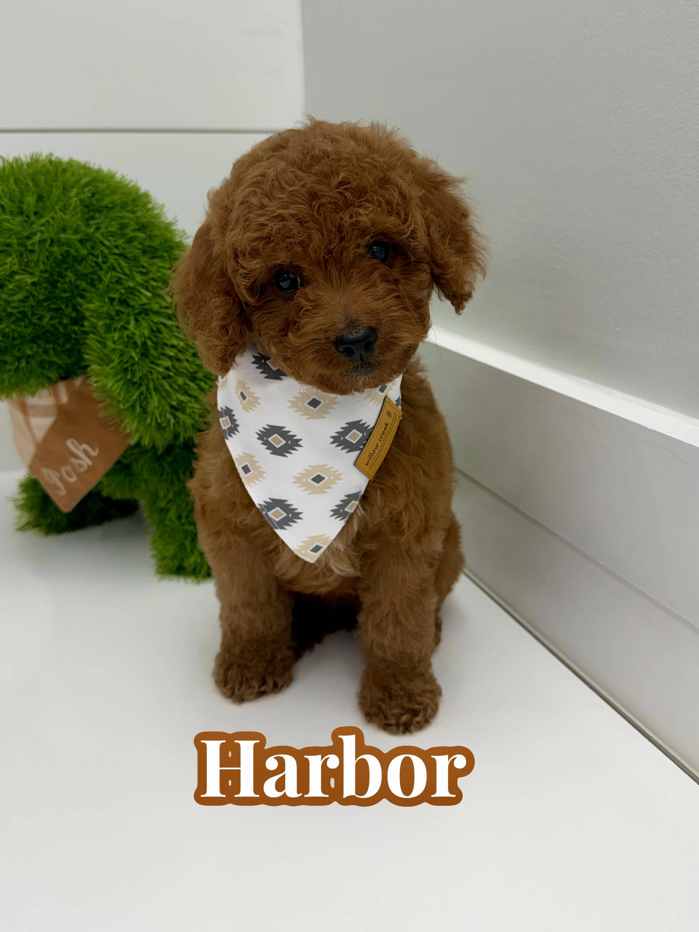 Harbor - FBB Cavapoo Puppy - BPPP Litter --_