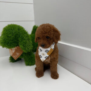 Harbor - FBB Cavapoo Puppy - BPPP Litter --_