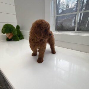 Harbor - FBB Cavapoo Puppy - BPPP Litter --_