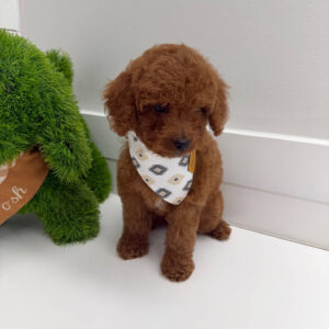 Harbor - FBB Cavapoo Puppy - BPPP Litter --_