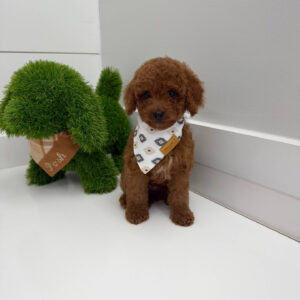 Harbor - FBB Cavapoo Puppy - BPPP Litter --_