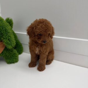 Harbor - FBB Cavapoo Puppy - BPPP Litter --_