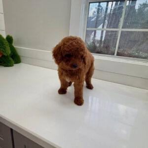 Harbor - FBB Cavapoo Puppy - BPPP Litter --_