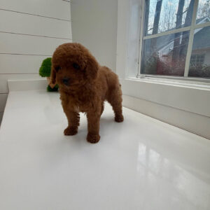 Harbor - FBB Cavapoo Puppy - BPPP Litter --_