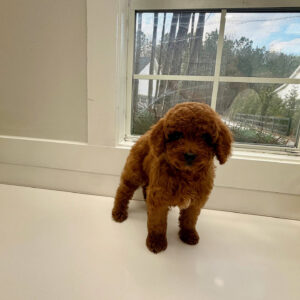 Harbor - FBB Cavapoo Puppy - BPPP Litter --_
