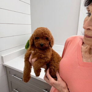 Harbor - FBB Cavapoo Puppy - BPPP Litter --_