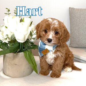 Hart - F Cavapoo Puppy - BPPP