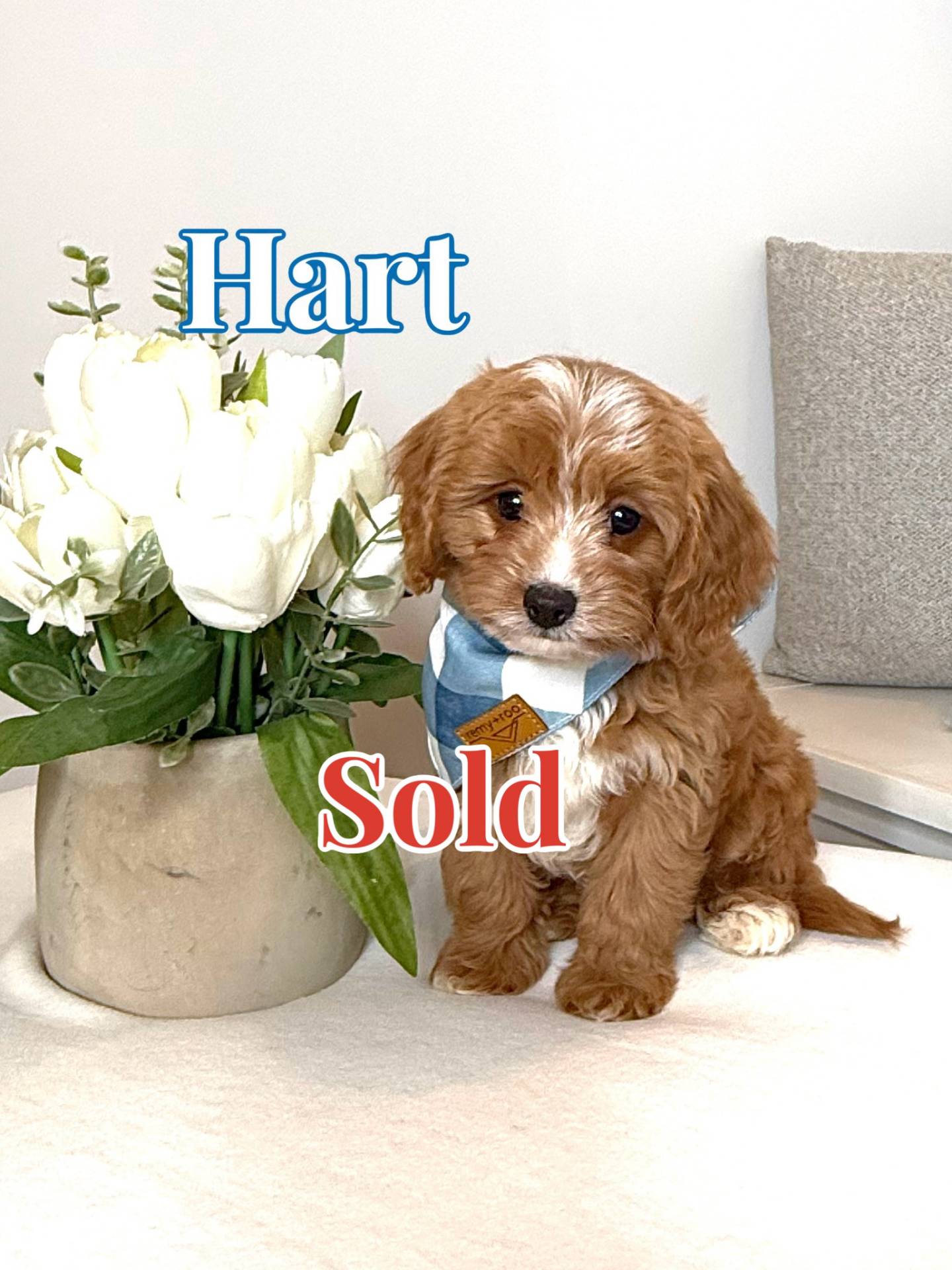 Hart - F Cavapoo Puppy - BPPP - Forever Home in Leesburg- VA