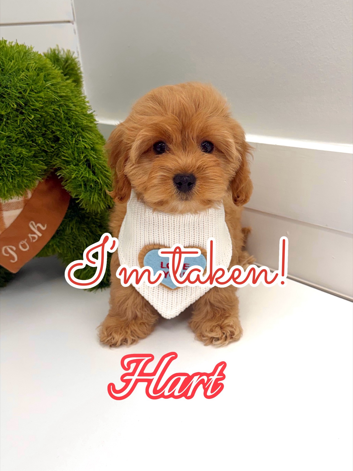 Hart - F Cavapoo Puppy - BPPP Litter --_ - Forever Home in Edina- MN