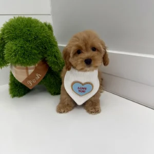 Hart - F Cavapoo Puppy - BPPP Litter --_
