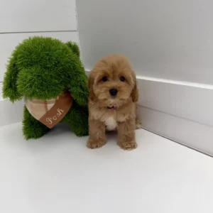 Hart - F Cavapoo Puppy - BPPP Litter --_