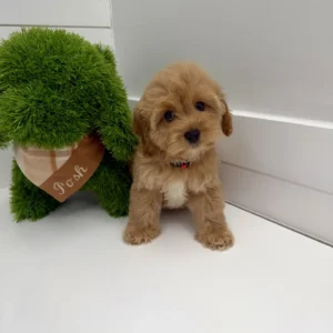 Hart - F Cavapoo Puppy - BPPP Litter --_