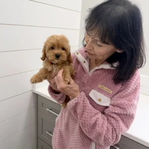 Hart - F Cavapoo Puppy - BPPP Litter --_