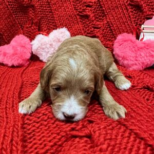 Hart - Red_Apricot - Male - Toy Goldendoodle - Petite Posh Puppies_New Jan