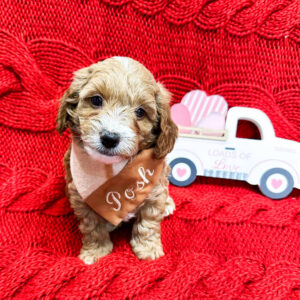 Hart - Red_Apricot - Male - Toy Goldendoodle - Petite Posh Puppies_New Jan _