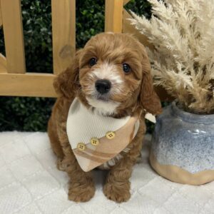 Hart - Red_Apricot - Male - Toy Goldendoodle - Petite Posh Puppies_New Jan _