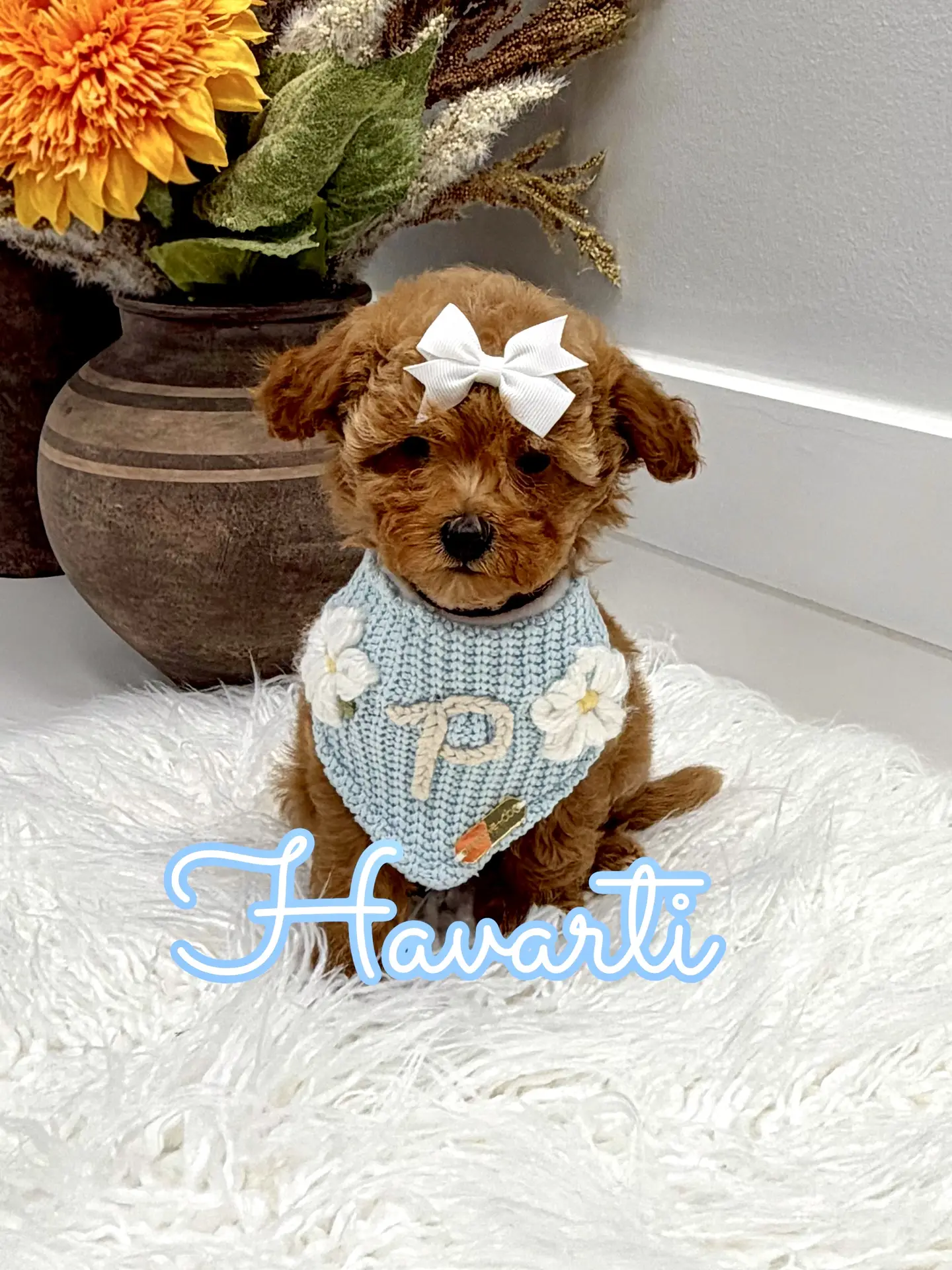 Havarti - FBB Toy Goldendoodle Puppy - Litter --_