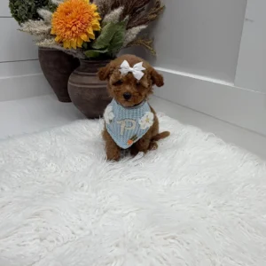 Havarti - FBB Toy Goldendoodle Puppy - Litter --_