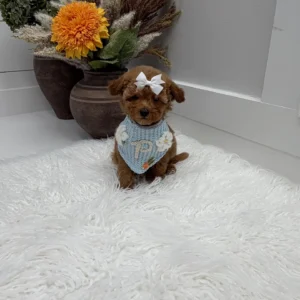 Havarti - FBB Toy Goldendoodle Puppy - Litter --_