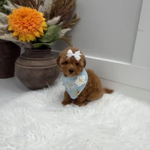 Havarti - FBB Toy Goldendoodle Puppy - Litter --_