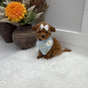Havarti - FBB Toy Goldendoodle Puppy - Litter --_