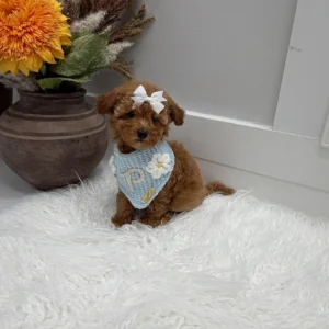 Havarti - FBB Toy Goldendoodle Puppy - Litter --_